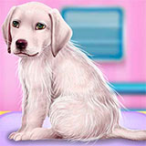 Щенок Лабрадор у Врача